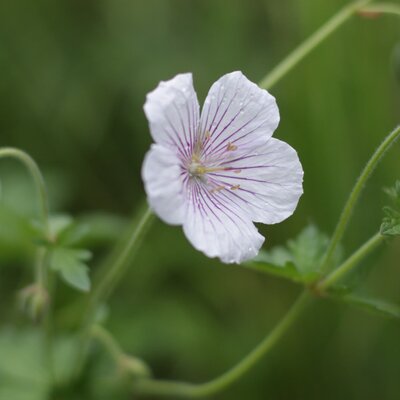 Geranium himalayense Derrick Cook