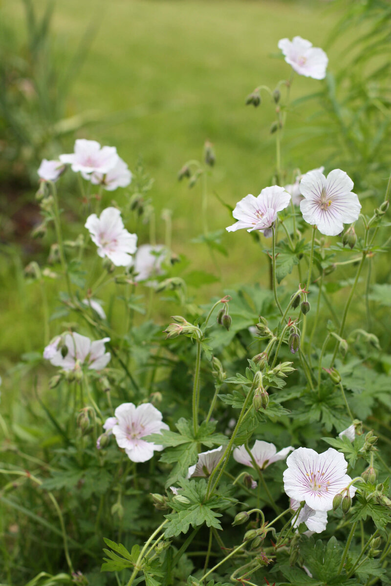 Geranium himalayense Derrick Cook