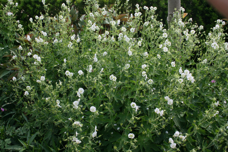 Geranium phaeum Album