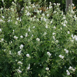 Geranium phaeum Album