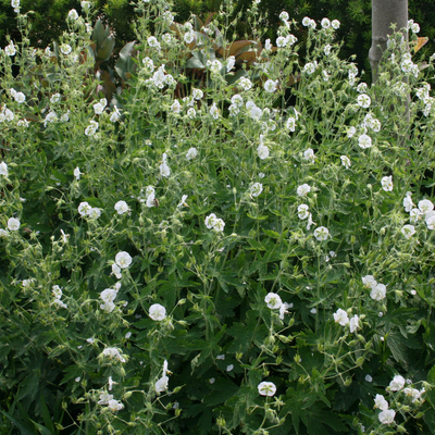 Geranium phaeum Album
