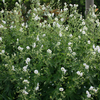 Geranium phaeum Album