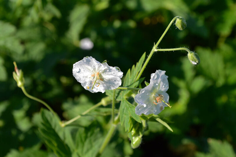 Geranium phaeum Album