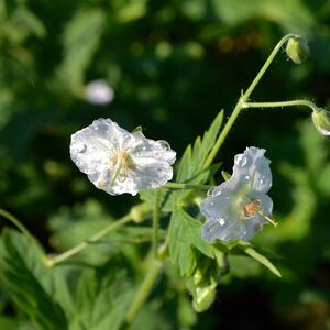 Geranium phaeum Album