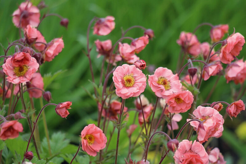 Geum x cult. Pink Petticoats