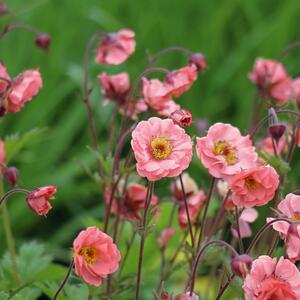 Geum x cult. Pink Petticoats