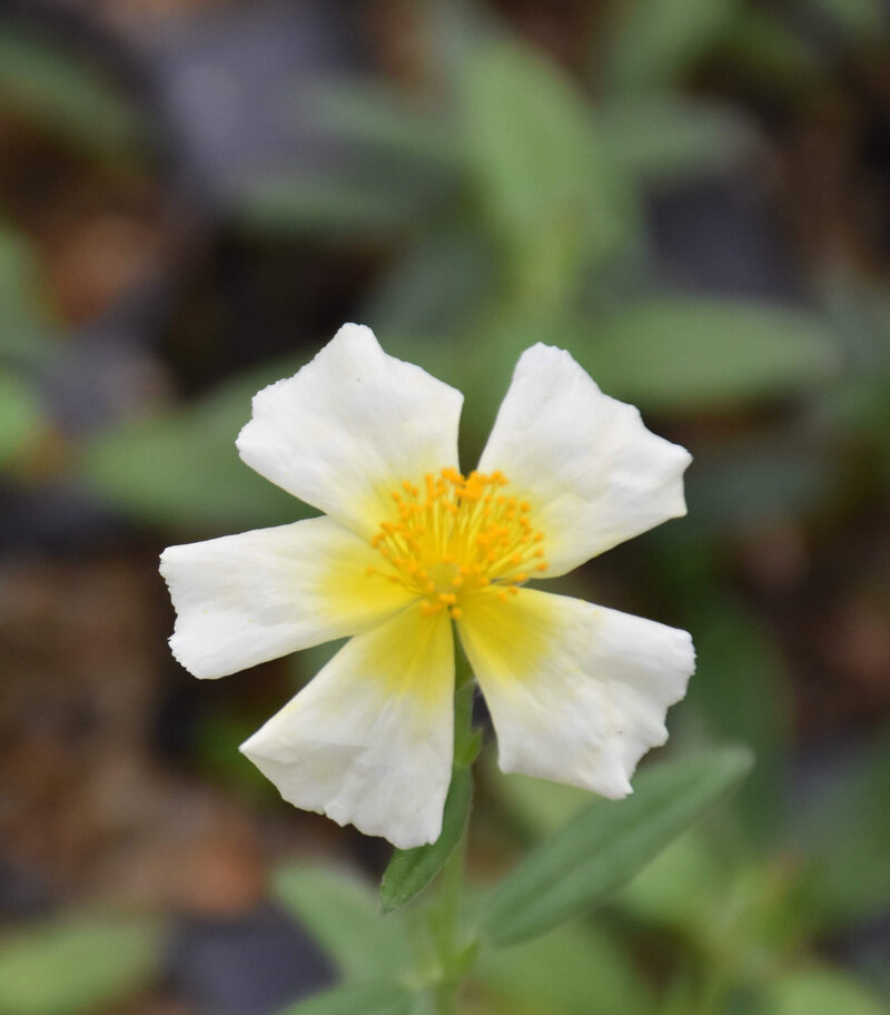 Helianthemum x cultorum Wintersonne 