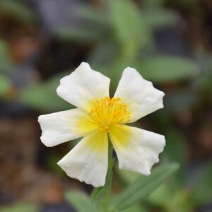 Helianthemum x cultorum Wintersonne 