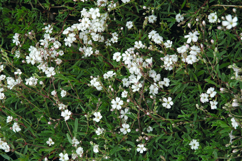 Gypsophila repens