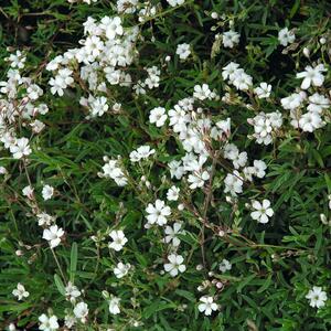 Gypsophila repens