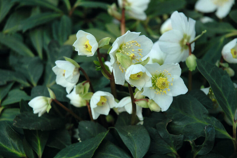 Helleborus niger