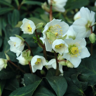 Helleborus niger