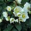 Helleborus niger