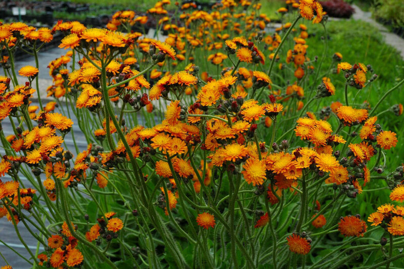 Hieracium aurantiacum