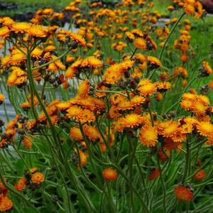 Hieracium aurantiacum