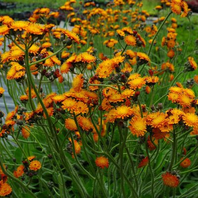 Hieracium aurantiacum