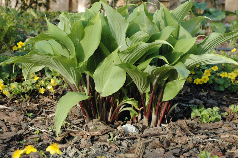 Hosta lancifolia Gooseberry Sundae