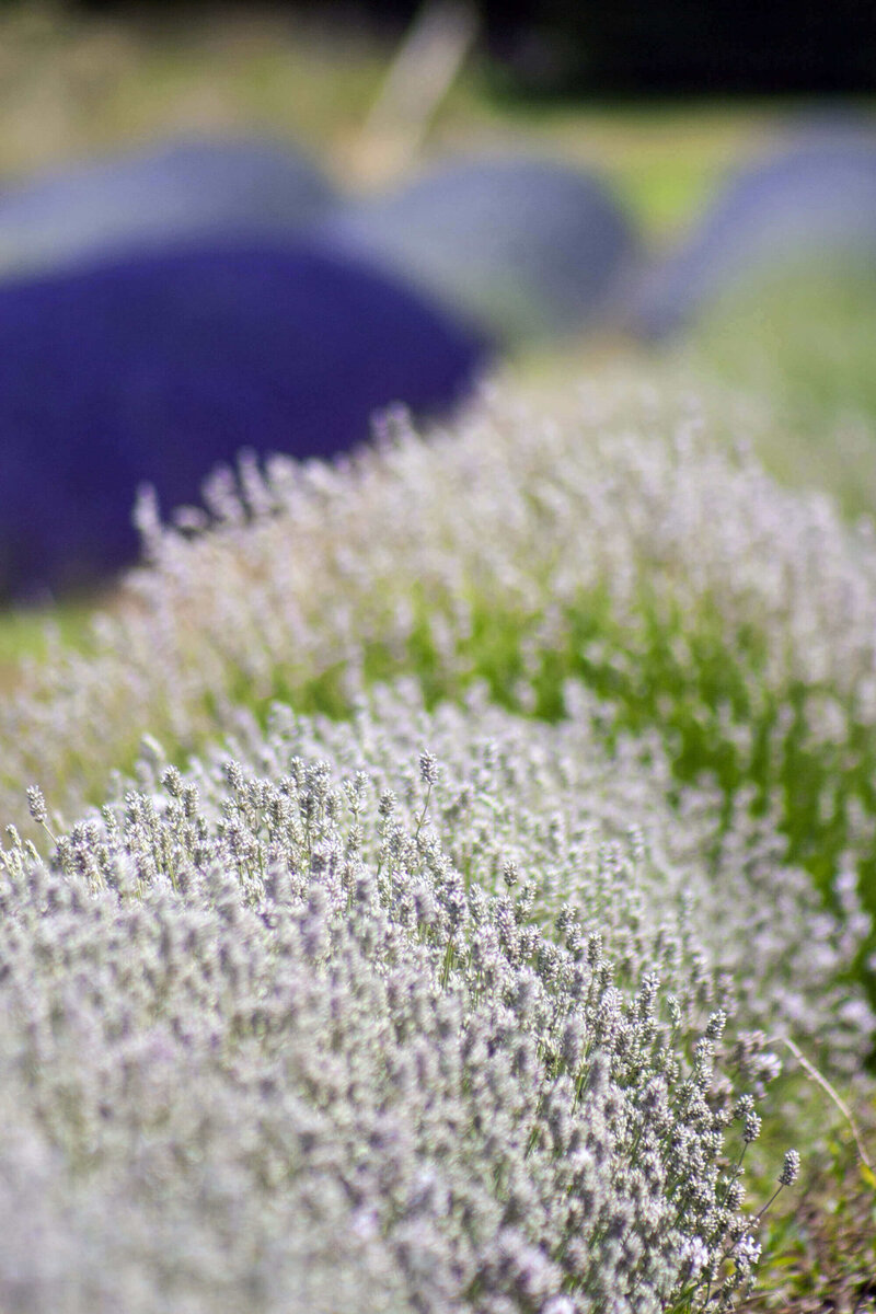 Lavandula angustifolia Arctic Snow