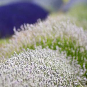 Lavandula angustifolia Arctic Snow