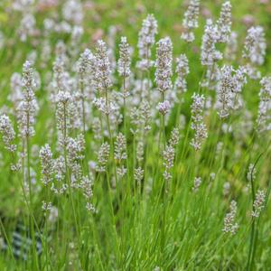 Lavandula angustifolia Arctic Snow