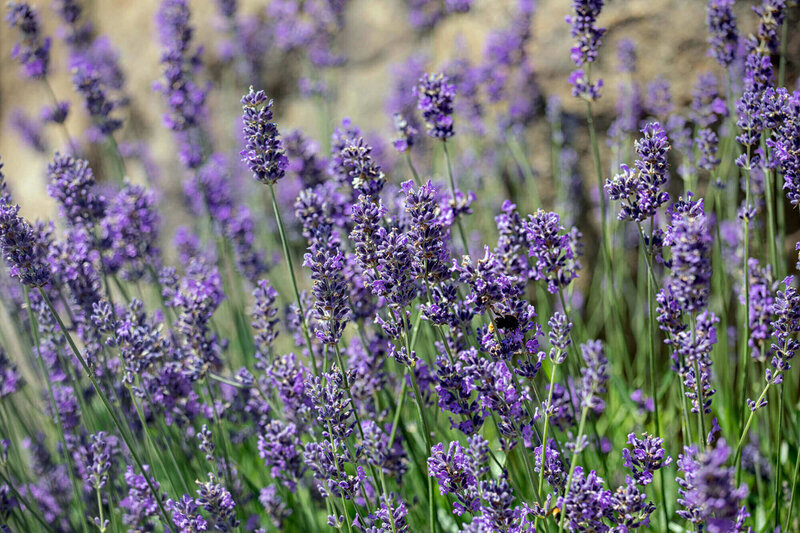 Lavandula angustifolia Munstead
