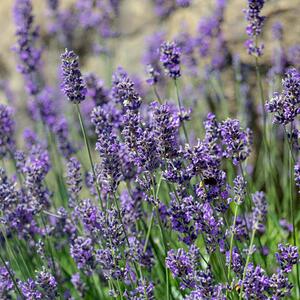 Lavandula angustifolia Munstead