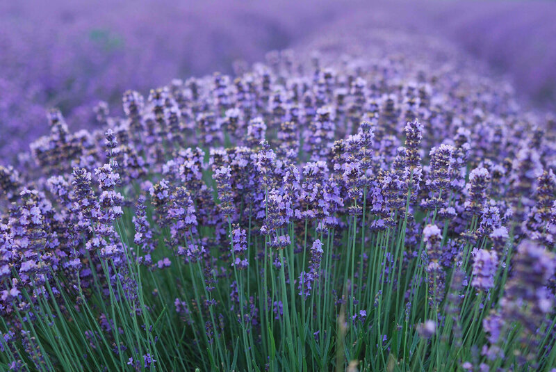 Lavandula angustifolia Munstead