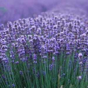 Lavandula angustifolia Munstead