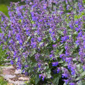 Nepeta x faassenii Purrsian Blue