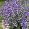 Nepeta x faassenii Purrsian Blue
