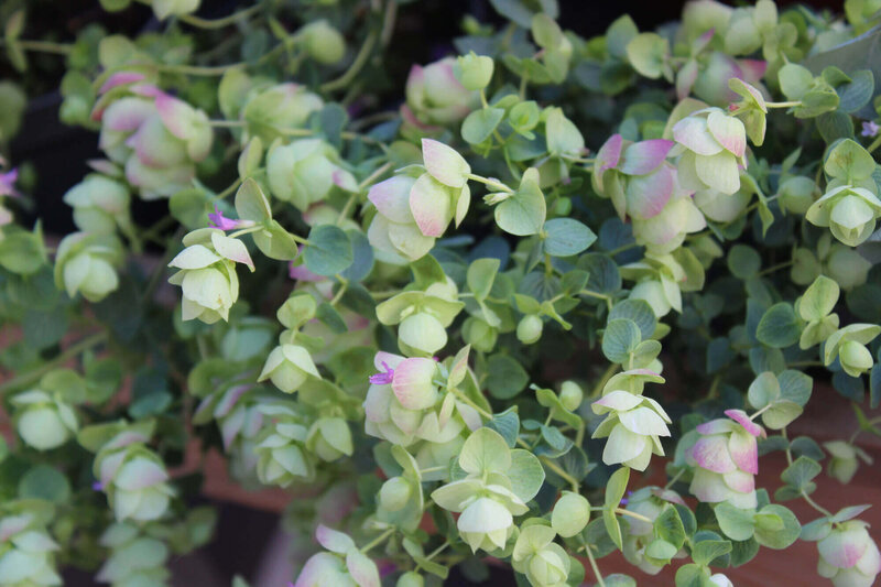 Origanum rotundfolium Kent Beauty 