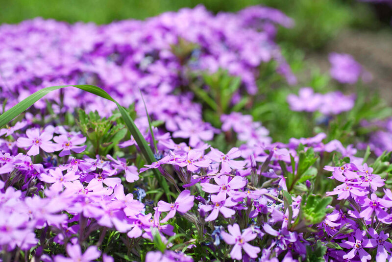 Phlox subulata lila