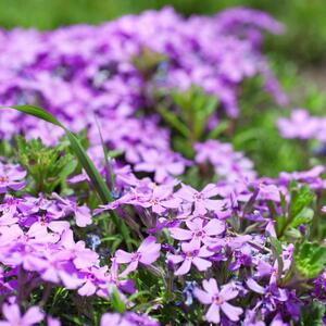 Phlox subulata lila