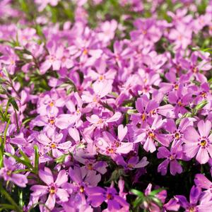 Phlox subulata pink