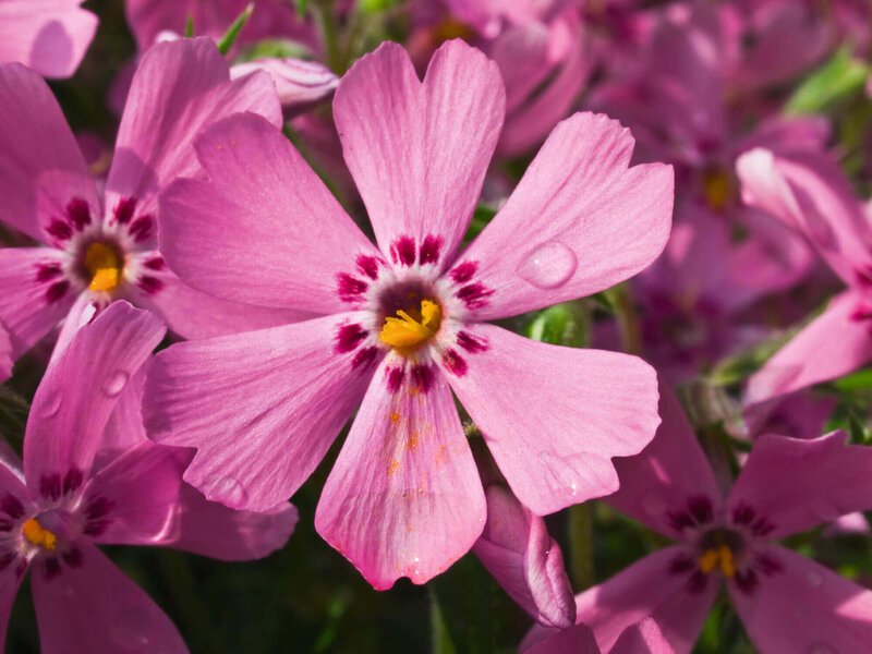 Phlox subulata pink
