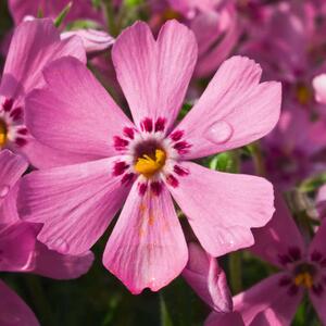 Phlox subulata pink