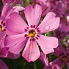 Phlox subulata pink