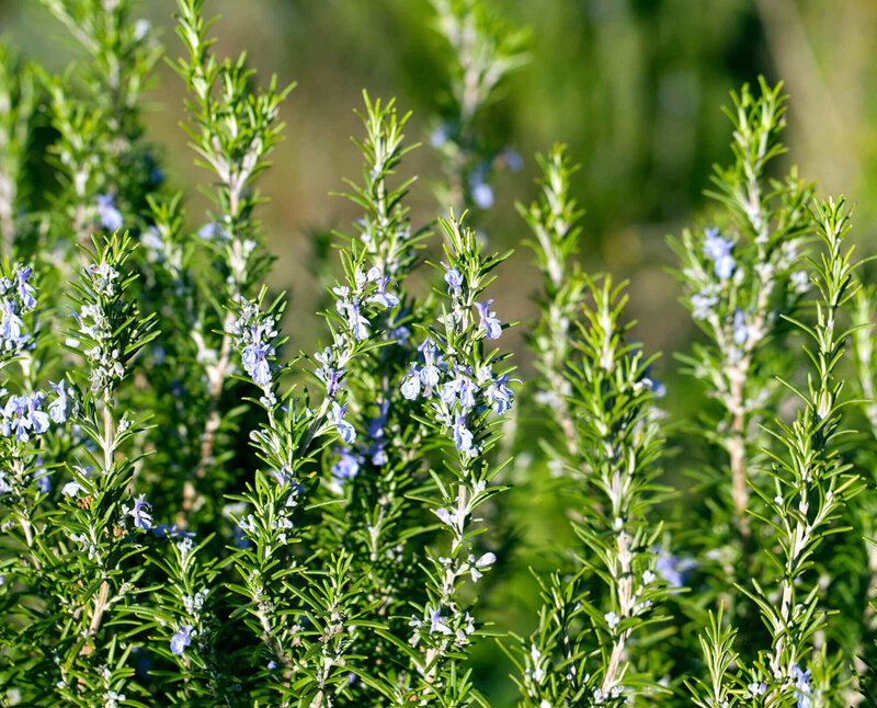 Rosmarinus officinalis Arp