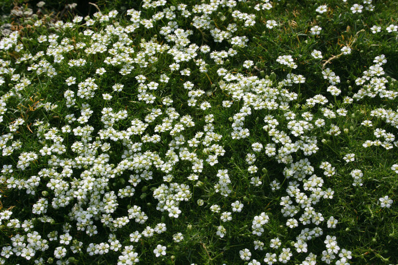 Sagina subulata