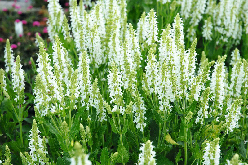 Salvia nemorosa Adrian
