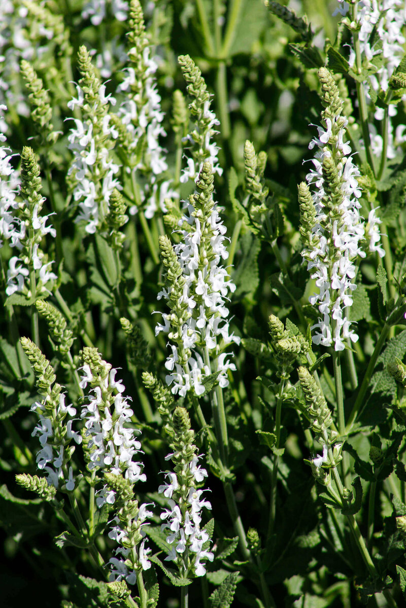 Salvia nemorosa Adrian
