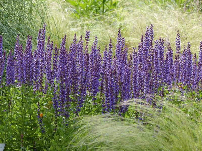 Salvia nemorosa Blaukönigin