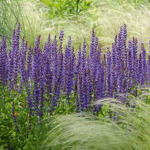 Salvia nemorosa Blaukönigin