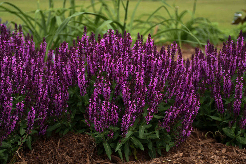 Salvia nemorosa ‚Bumbleberry®‘