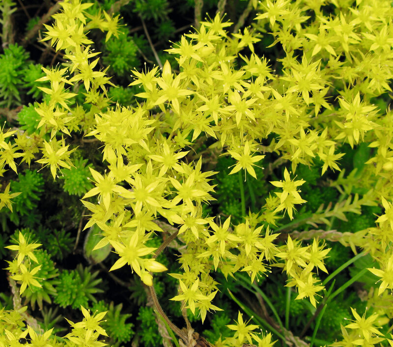 Sedum acre
