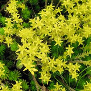 Sedum acre