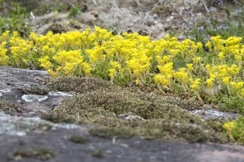 Sedum acre