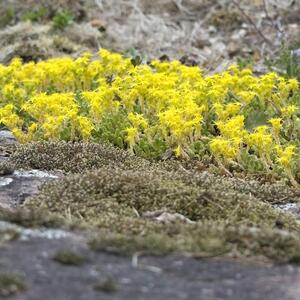 Sedum acre