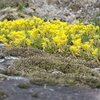 Sedum acre
