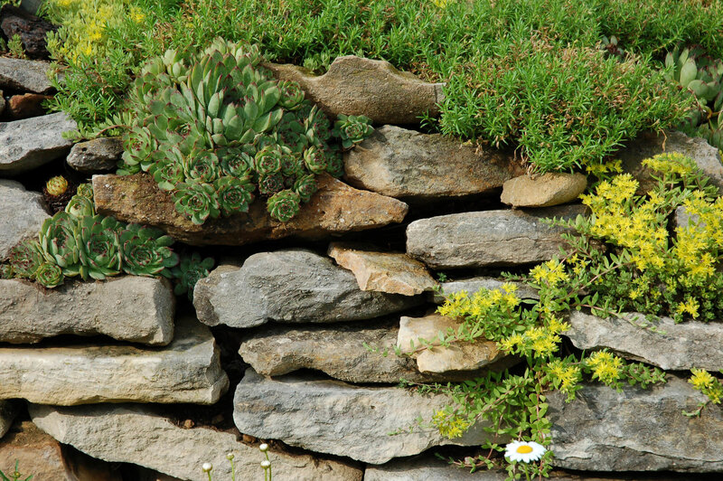 Sedum acre